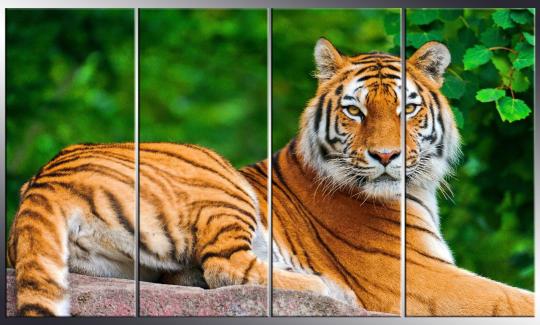 Фото 2 Модульные картины с изображением животных, г.Набережные Челны 2016